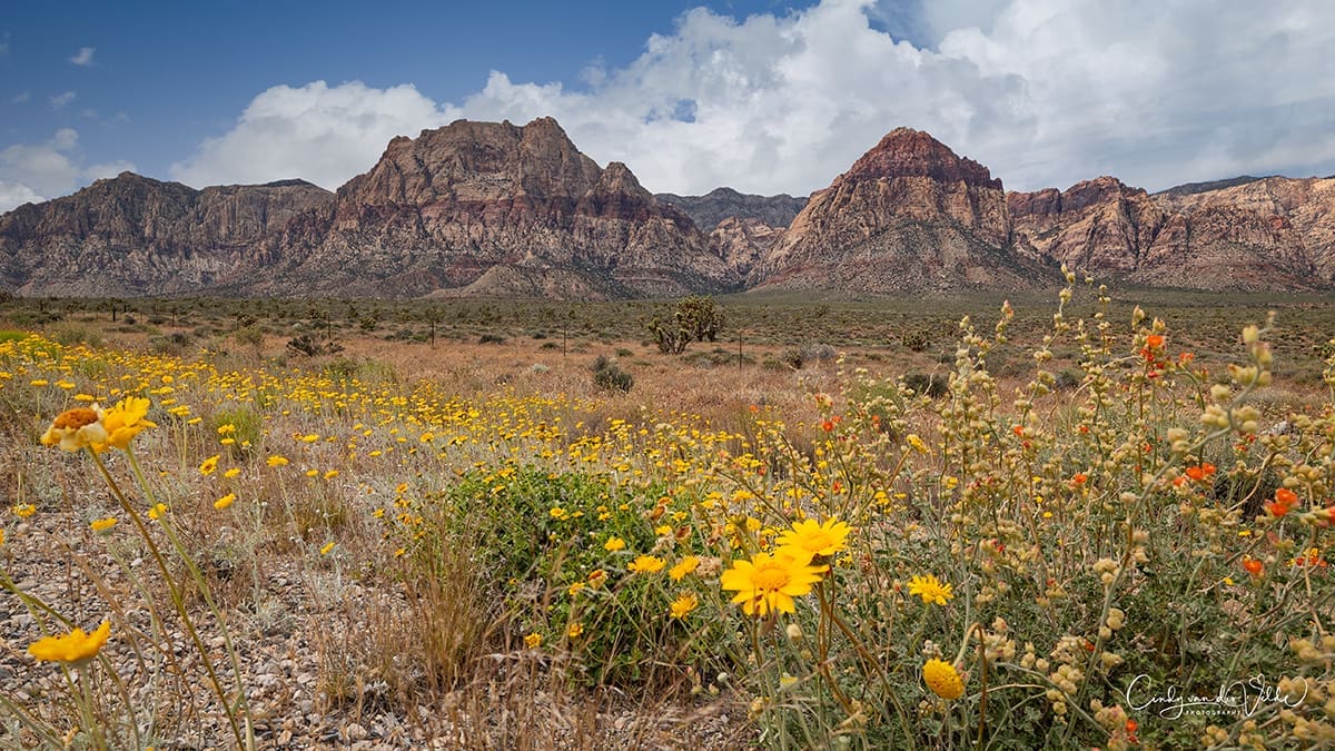 Wildflowers Near Las Vegas: Red Rock Canyon in Bloom | nevadafallcolor.com